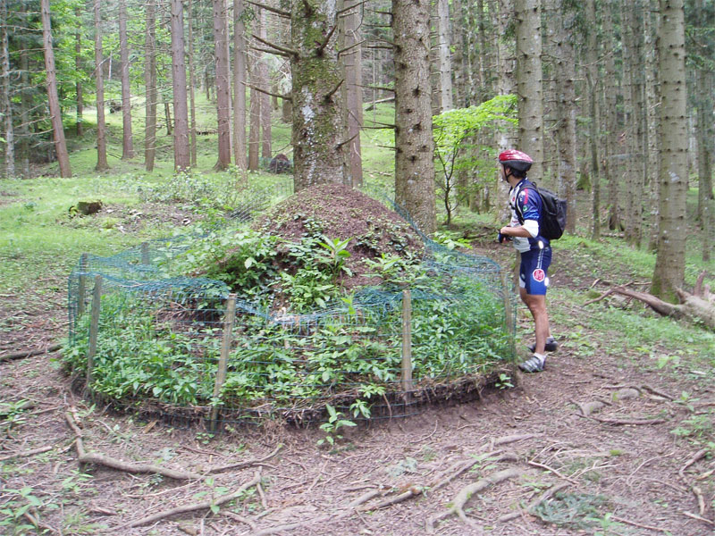 gal/2010/04 - Nel Parco delle foreste Casentinesi - 22 Maggio/04_lama_cancellino/7_acervo_3-01.jpg